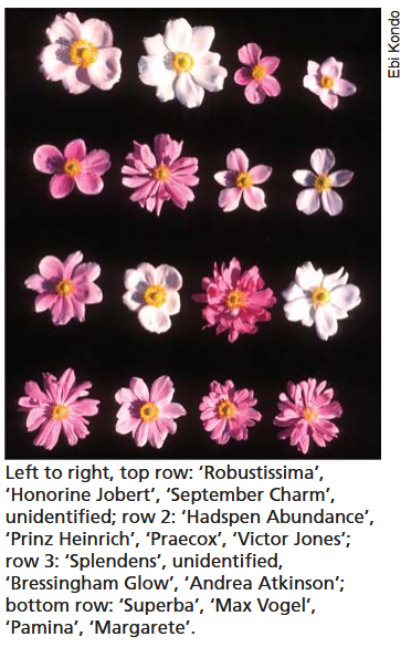 Anemone variations